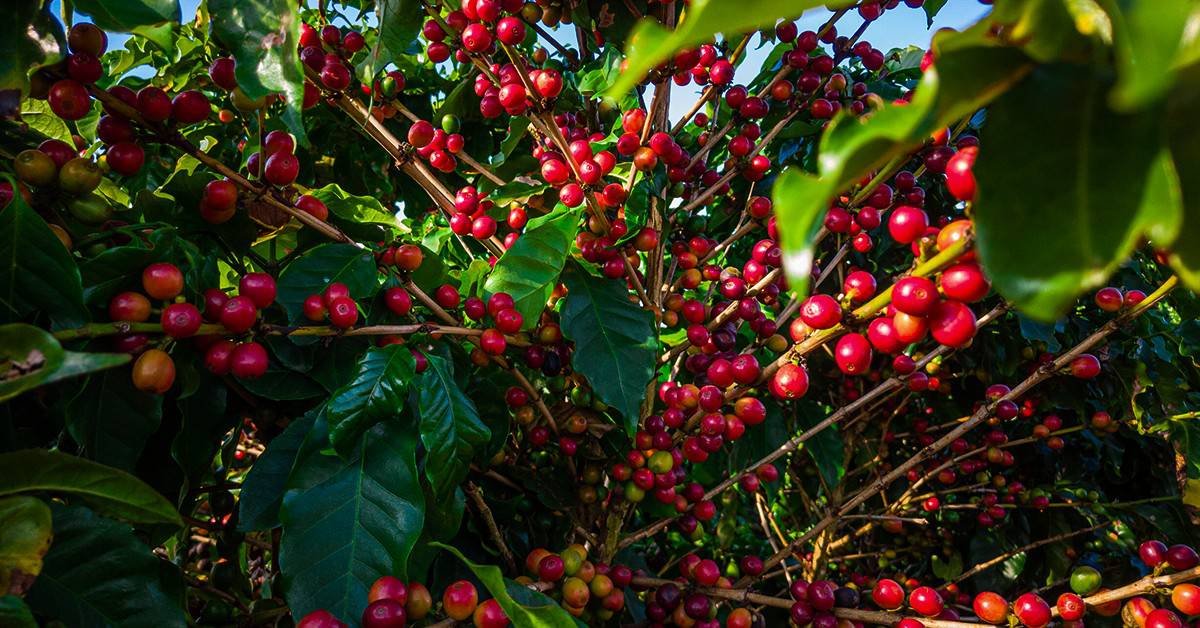 Ramo de café com frutos maduros em meio à vegetação