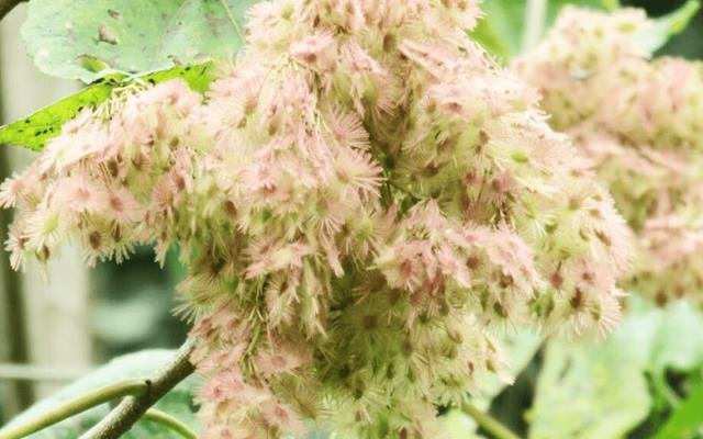 Algodoeiro (Heliocarpus americanus)