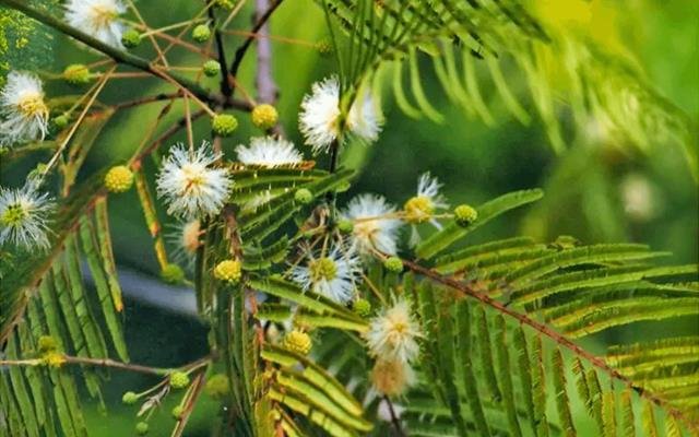 Angico-branco (Anadenanthera colubrina)