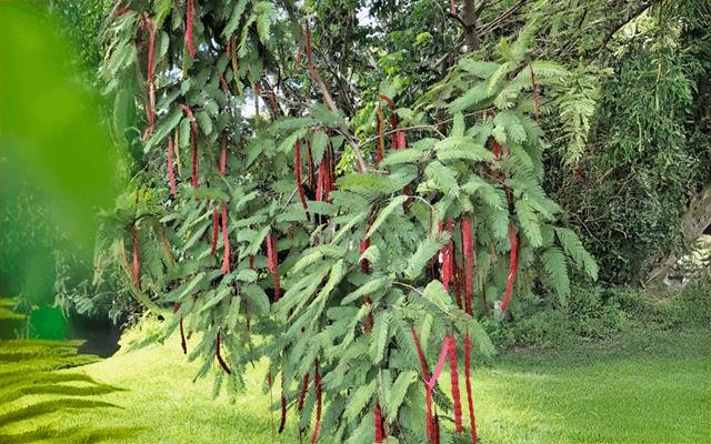 Angico-do-morro (Anadenanthera peregrina)