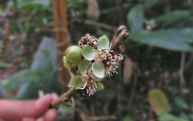 Araçazão (Psidium grandifolium)