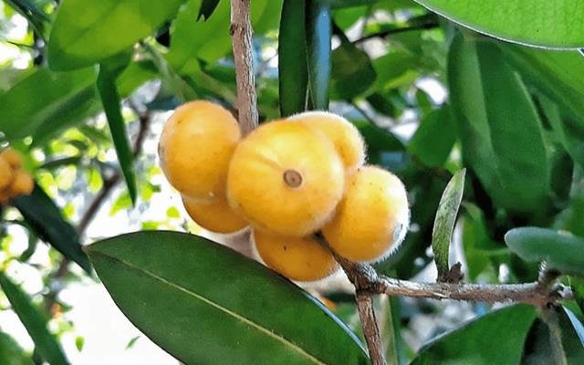 Cabeludinha (Myrciaria glazioviana)