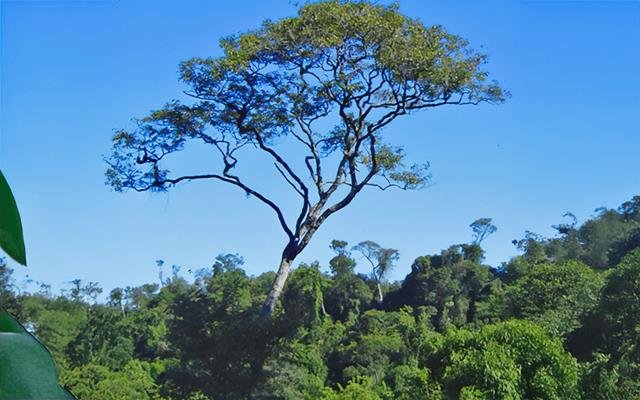 Cabreúva-parda (Myrocarpus frondosus)