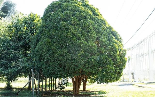 Cambucá (Plinia edulis)