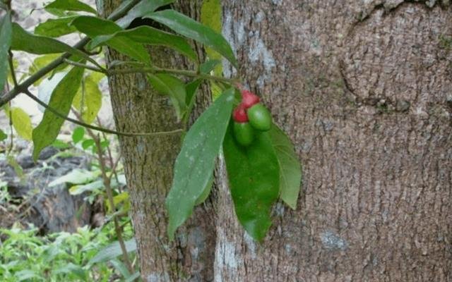 Canelinha (Nectandra megapotamica)
