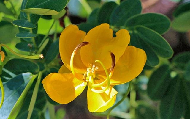 Canudo-de-pito (Mabea fistulifera)
