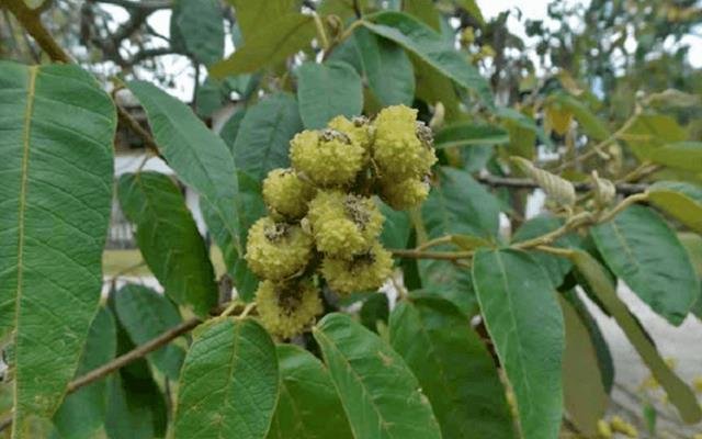 Capixingui (Croton floribundus)