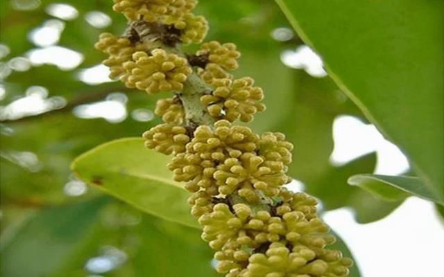 Capororoca-branca (Myrsine umbellata)