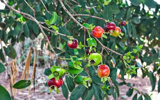 Cereja-do-Rio-Grande (Eugenia involucrata)