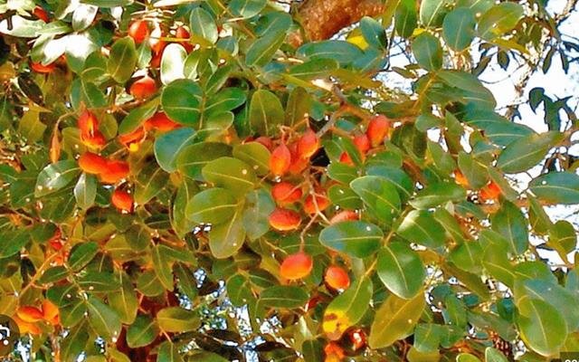Copaíba (Copaifera langsdorffii)