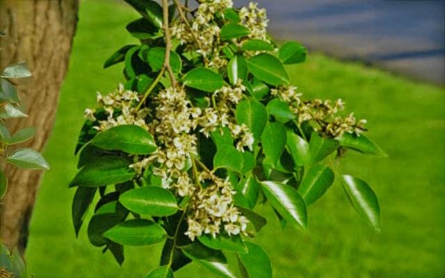Coração-de-negro (Poecilanthe parviflora)
