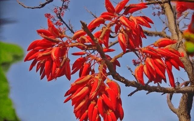 Corticeira-da-serra (Erythrina falcata)