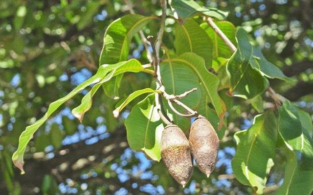 Dedaleiro (Lafoensia pacari)
