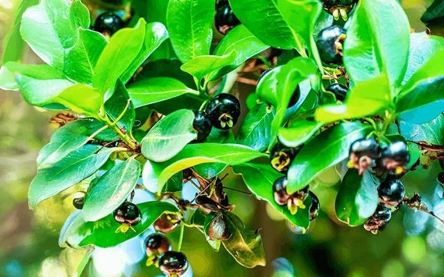 Grumixama (Eugenia brasiliensis)