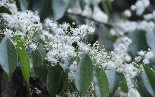 Guamirim (Myrcia splendens)