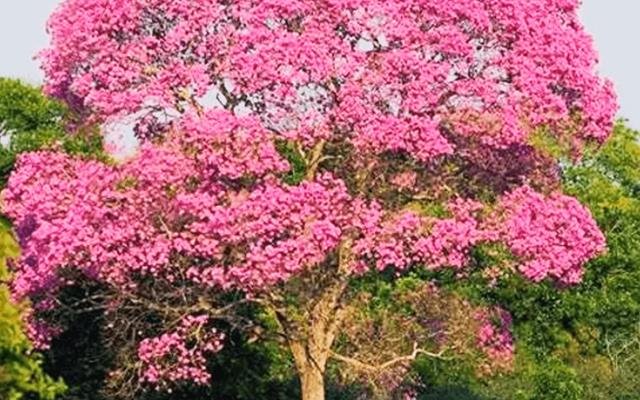 Ipê-rosa (Handroanthus heptaphyllus)