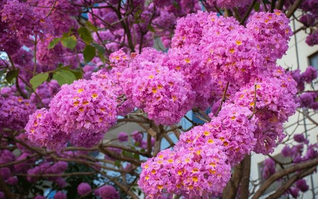 Ipê-roxo (Handroanthus impetiginosus)