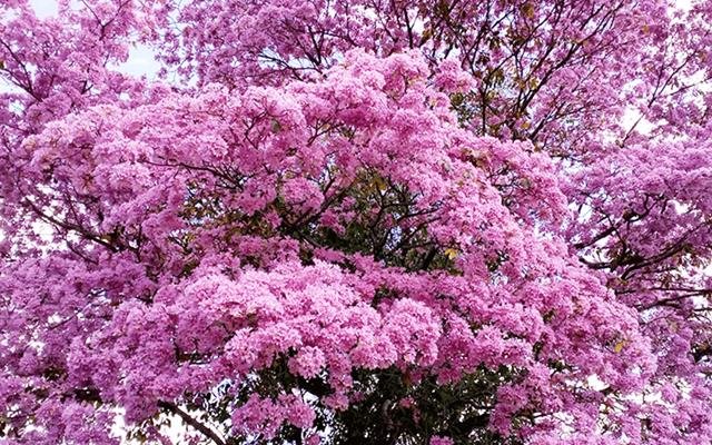 Ipê-roxo-sete-folhas (Handroanthus heptaphyllus)
