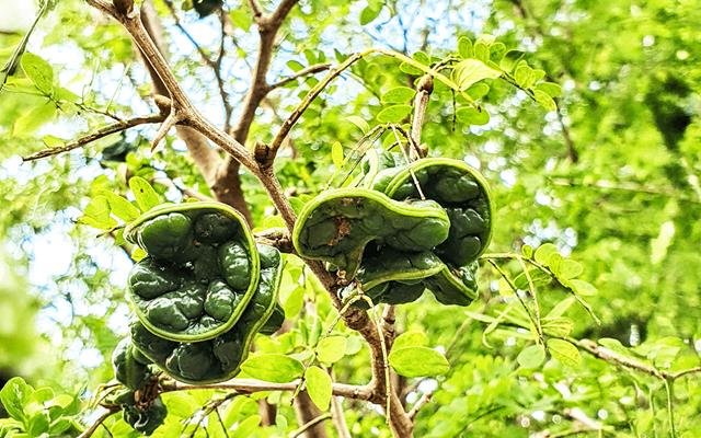 Jurema (Chloroleucon tortum)