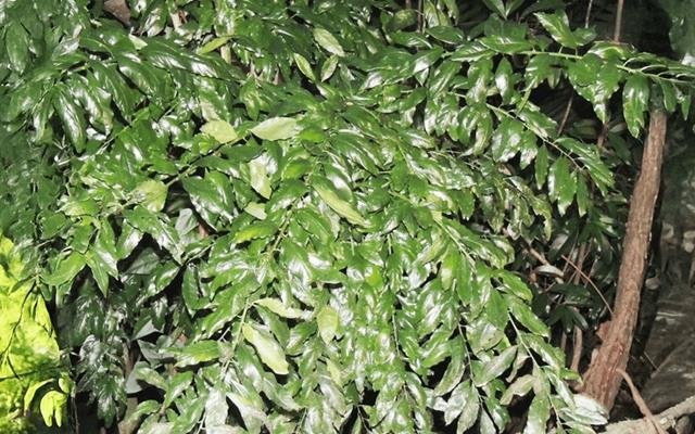 Limão-bravo (Seguieria langsdorffii)