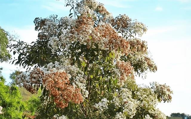 Louro-pardo (Cordia trichotoma)
