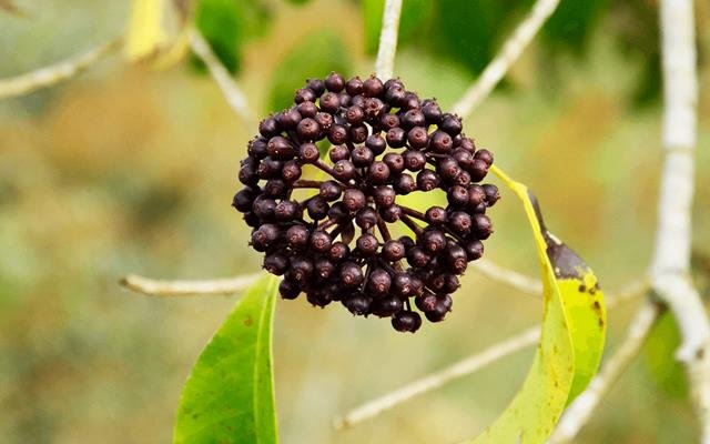 Maria-mole (Dendropanax cuneatum)