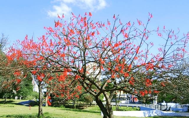 Mulungu (Erythrina speciosa)