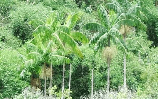 Palmito-juçara (Euterpe edulis)