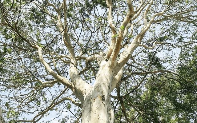 Pau-ferro (Caesalpinia ferrea)