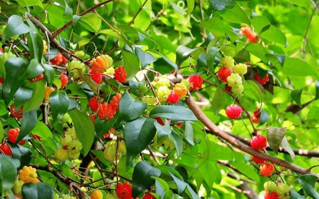 Pitanga (Eugenia uniflora)