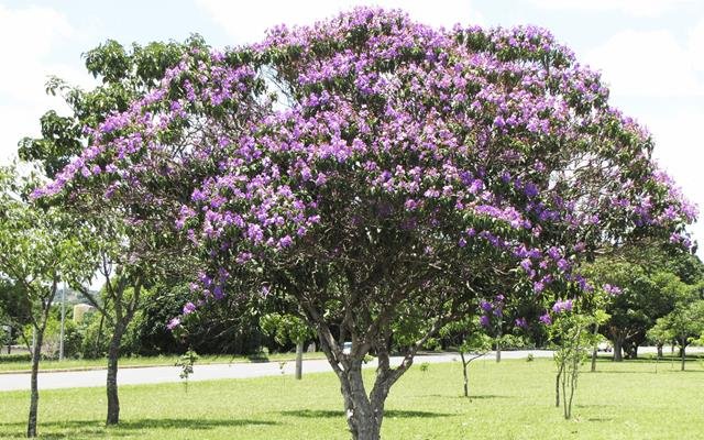 Quaresmeira-roxa (Tibouchina granulosa)