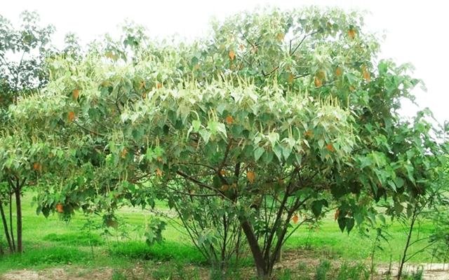 Sangra-d'água (Croton urucurana)