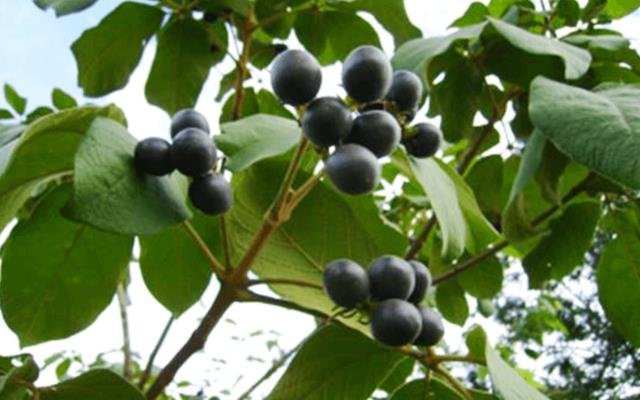 Tarumã (Vitex polygama)
