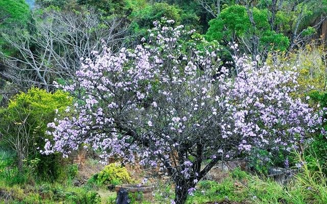 Unha-de-vaca (Bauhinia forficata)