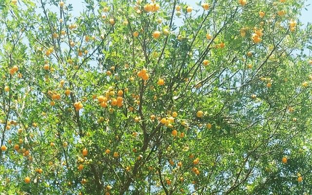 Uvaia (Eugenia pyriformis)
