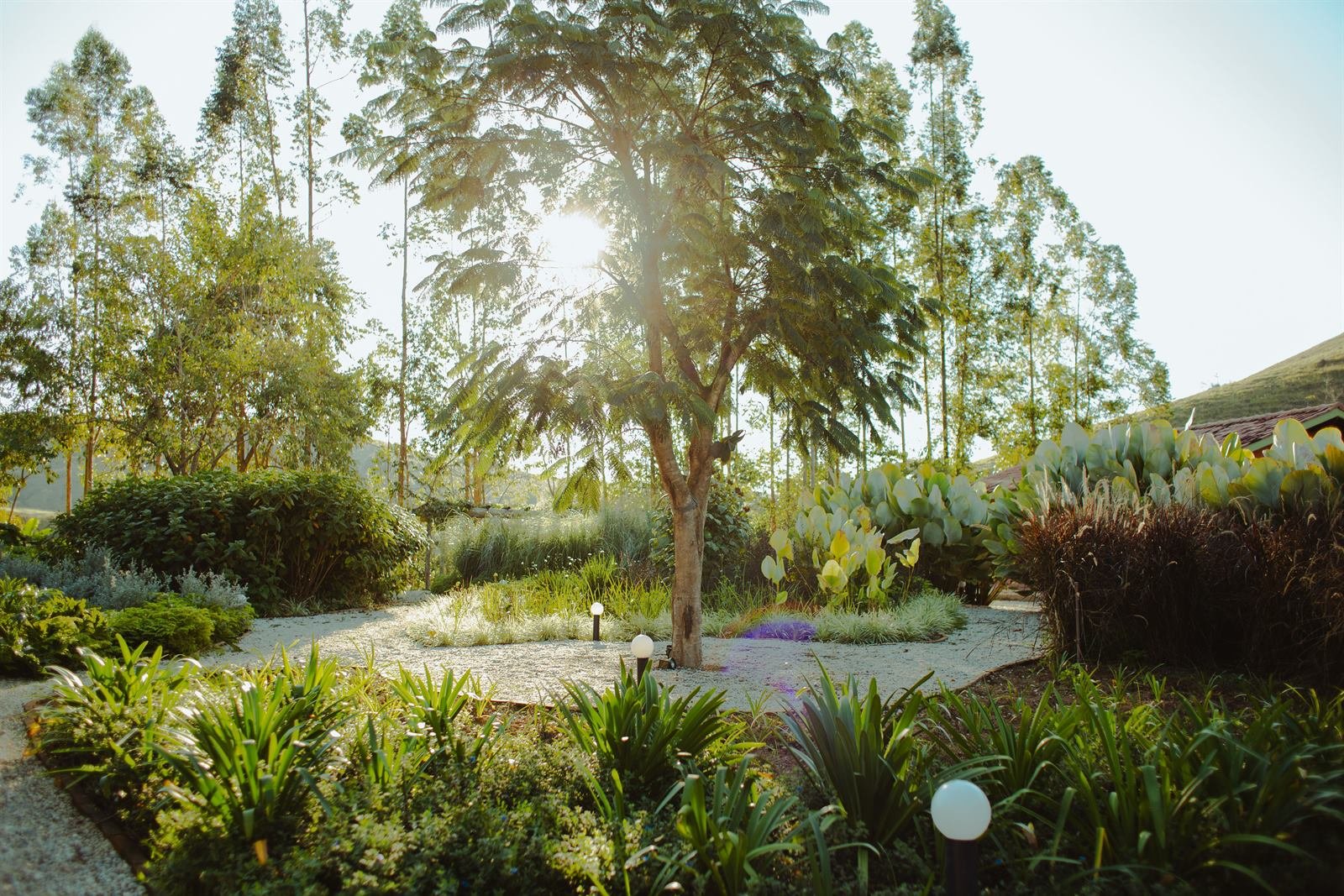 Sol do fim de tarde atravessando a copa de uma árvore no jardim da Fazenda Santa Helena