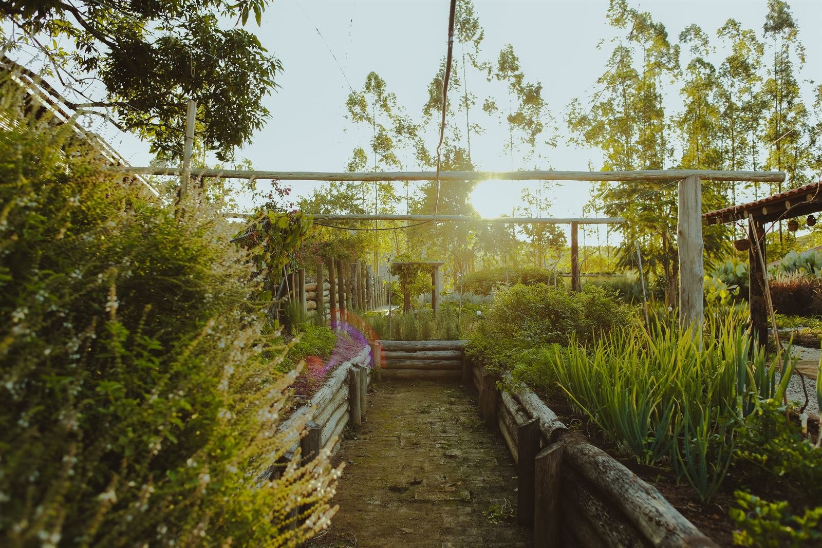 Canteiros da horta delimitados por toras, com o sol do fim de tarde entre os eucaliptos