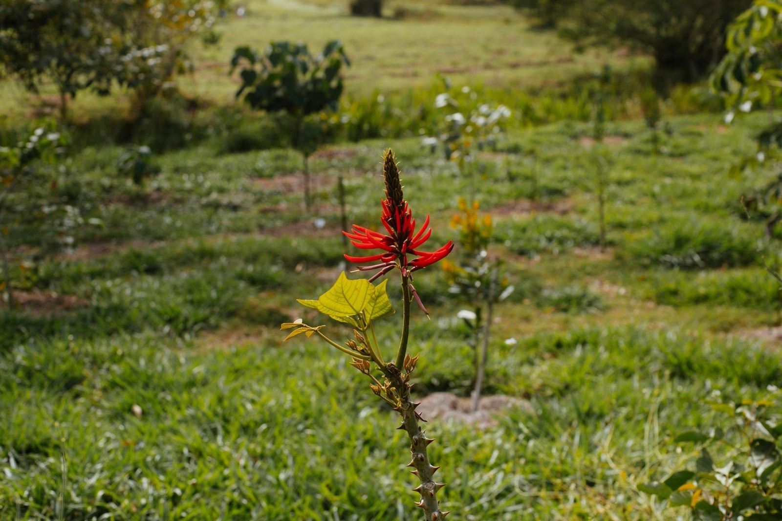 Muda de árvore nativa com flores vermelhas em primeiro plano, na área de restauração da fazenda, com fileiras de mudas ao fundo
