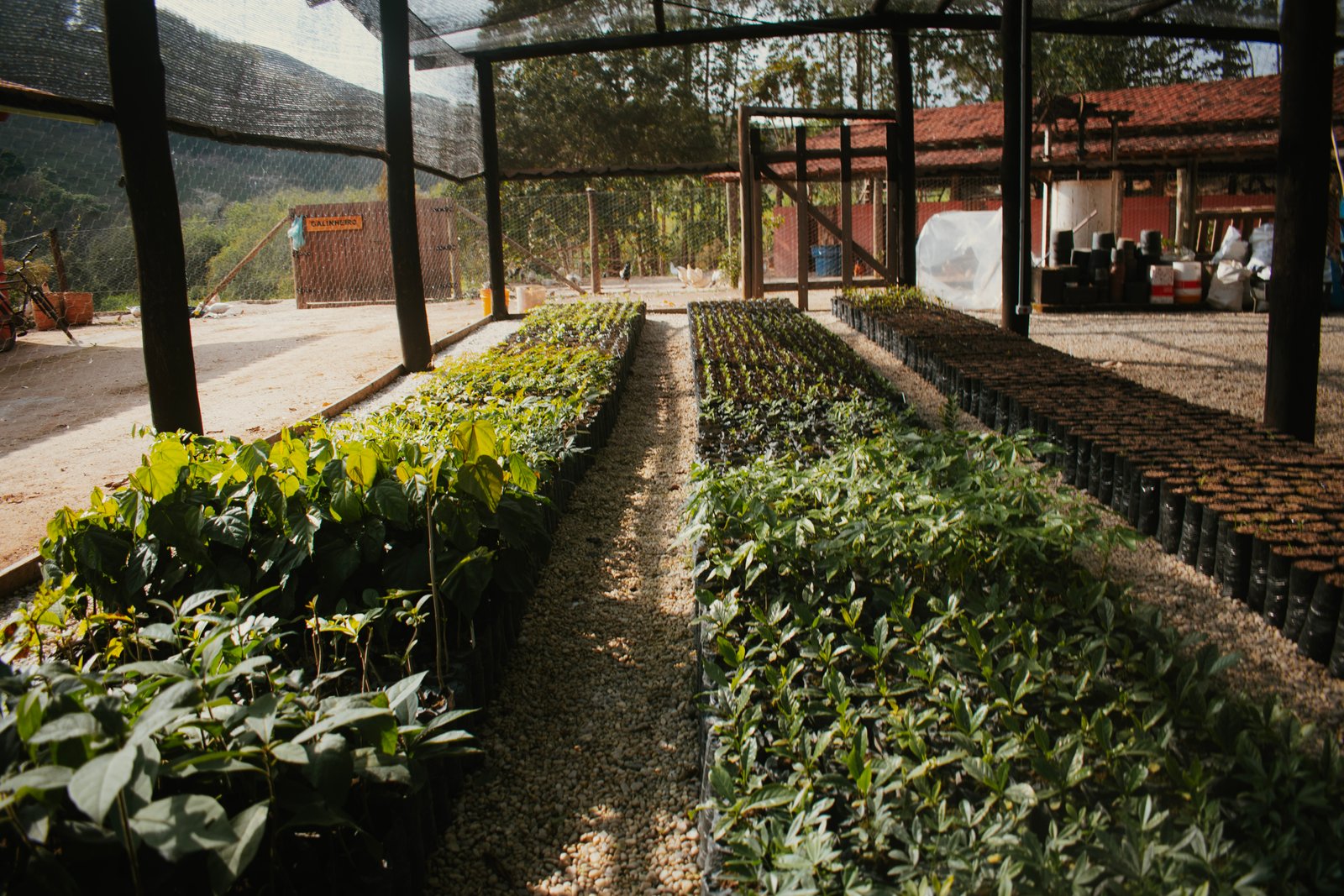 Bancadas do viveiro agroecológico cobertas de mudas nativas